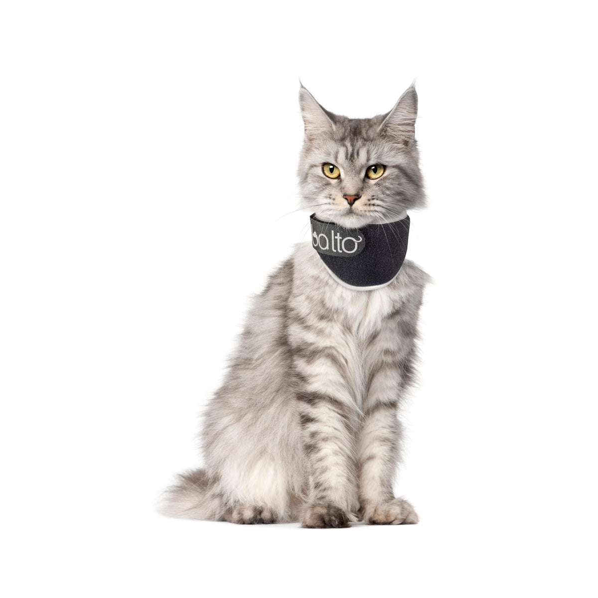 Padded Cat Recovery Collar Y6889