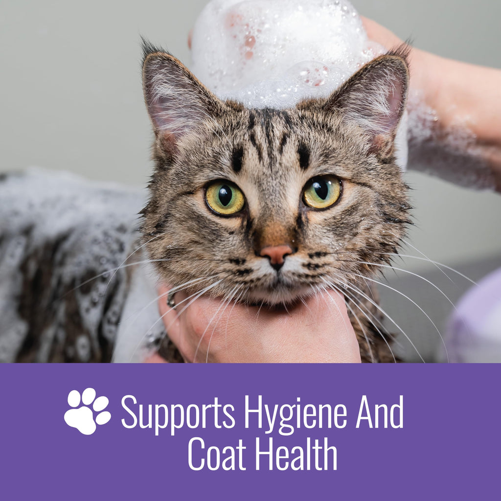 16 Oz Chlorhexidine Pet Shampoo U79574